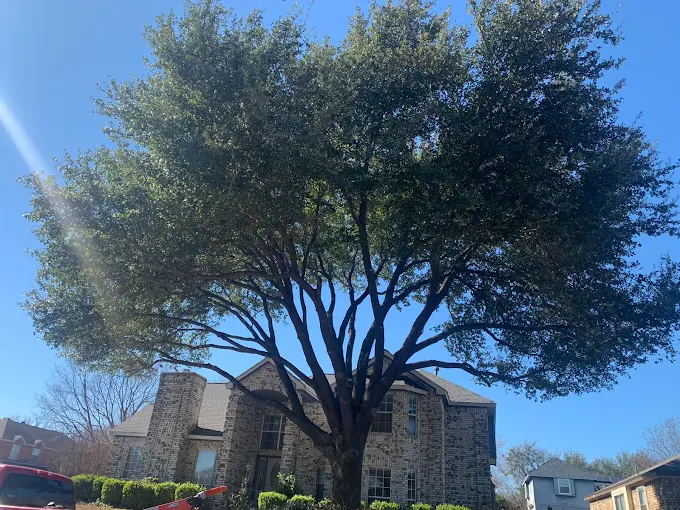 S Green Tree Services crew performing professional tree care