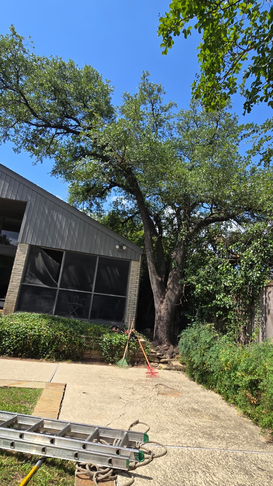 Dangerous Trees service