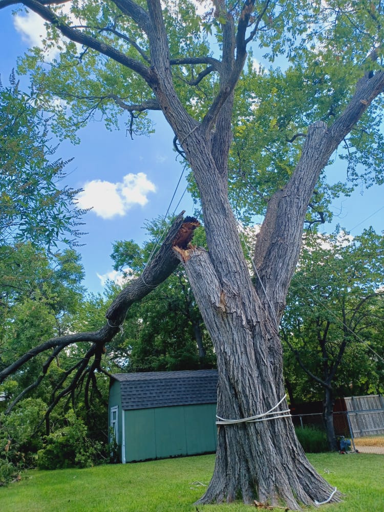 Dangerous Trees service