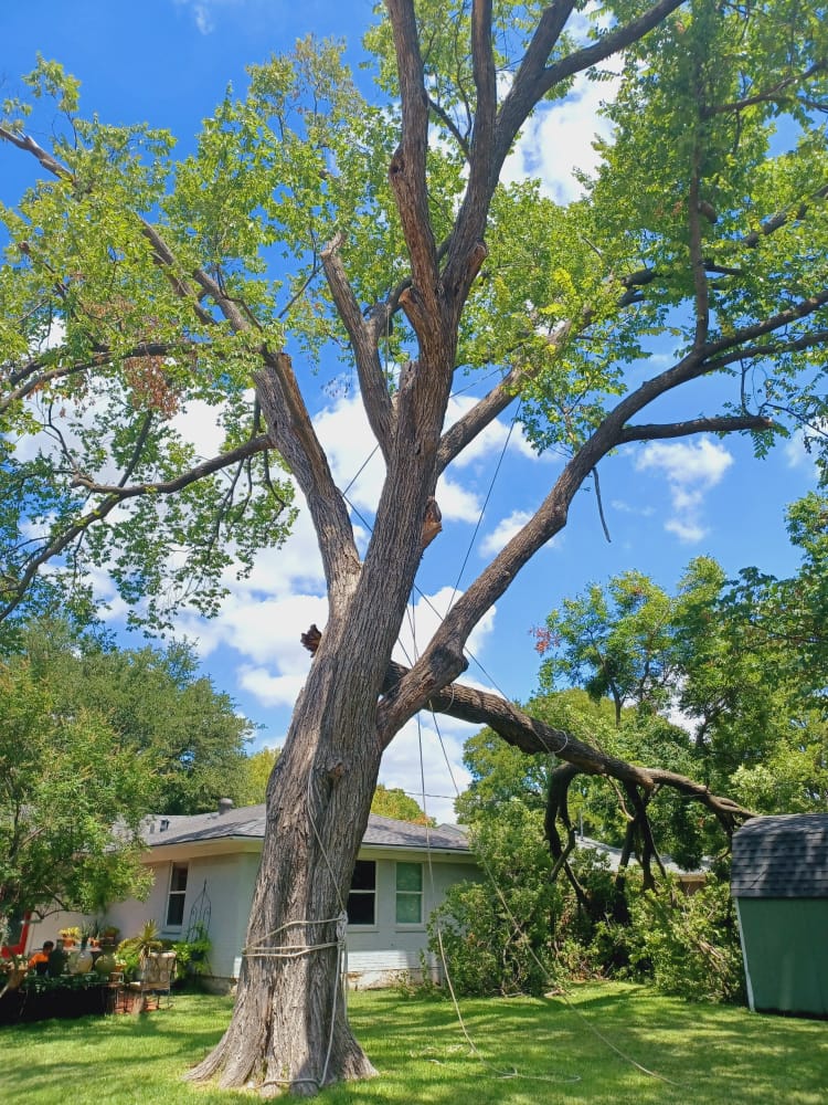 Dangerous Trees service