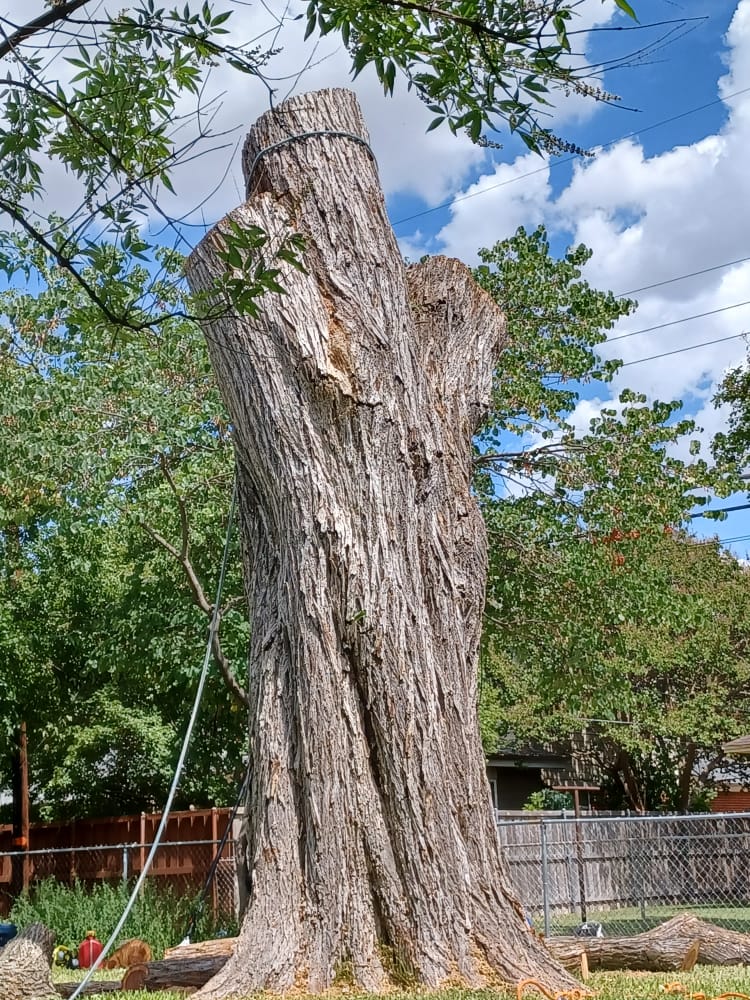 Dangerous Trees service