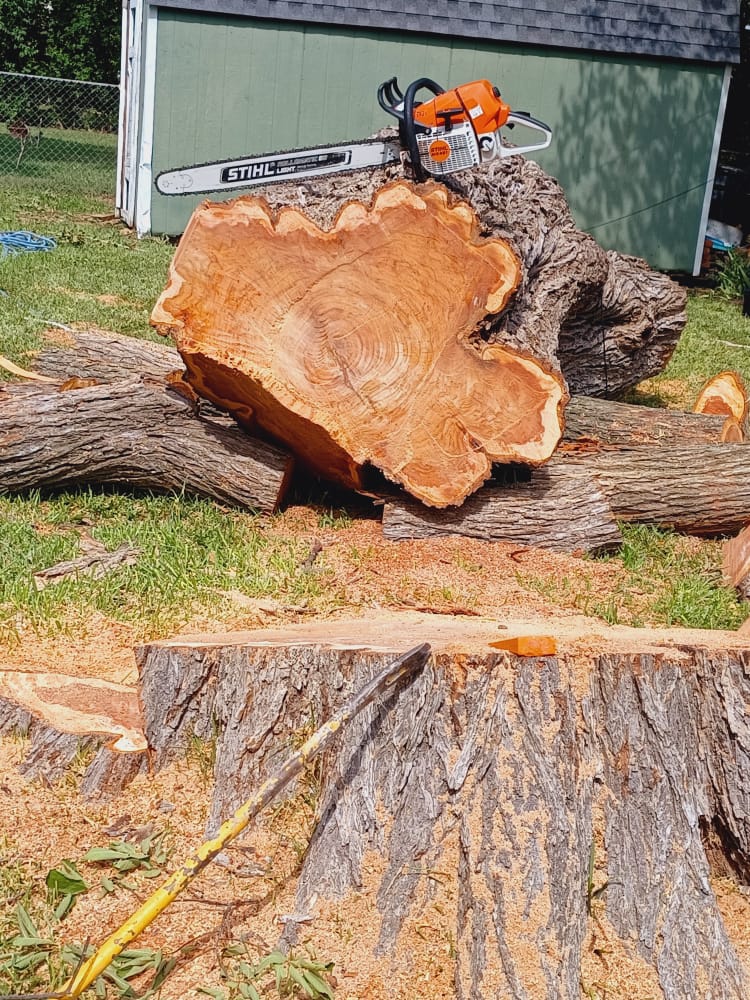 Dangerous Trees service