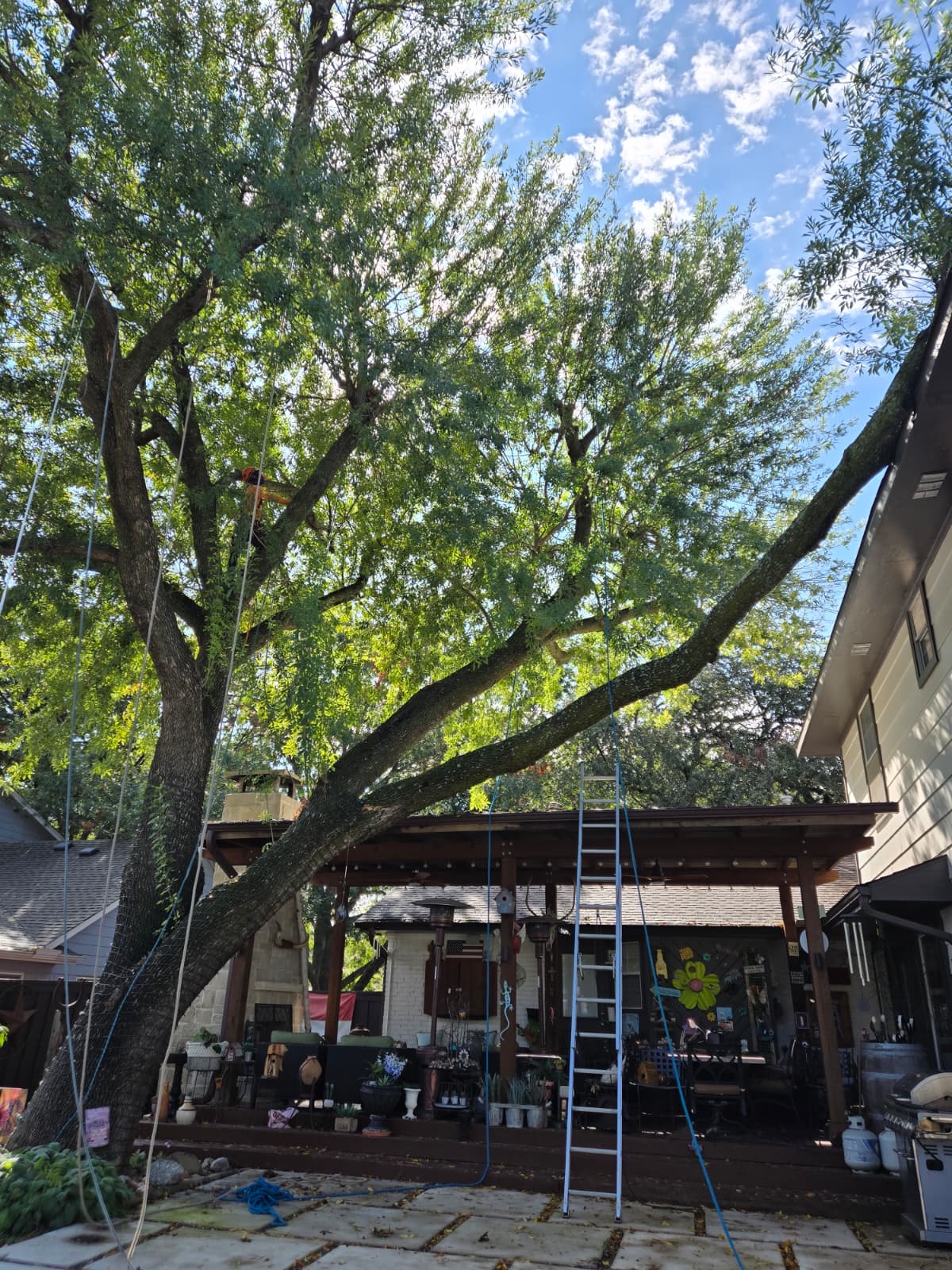 Dangerous Trees service