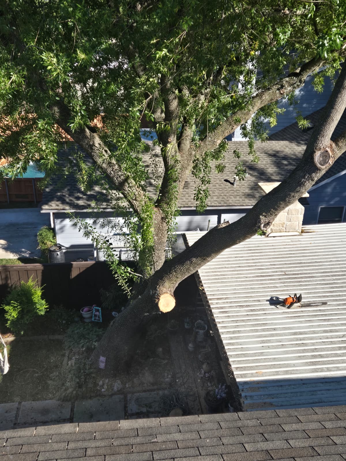 Dangerous Trees service