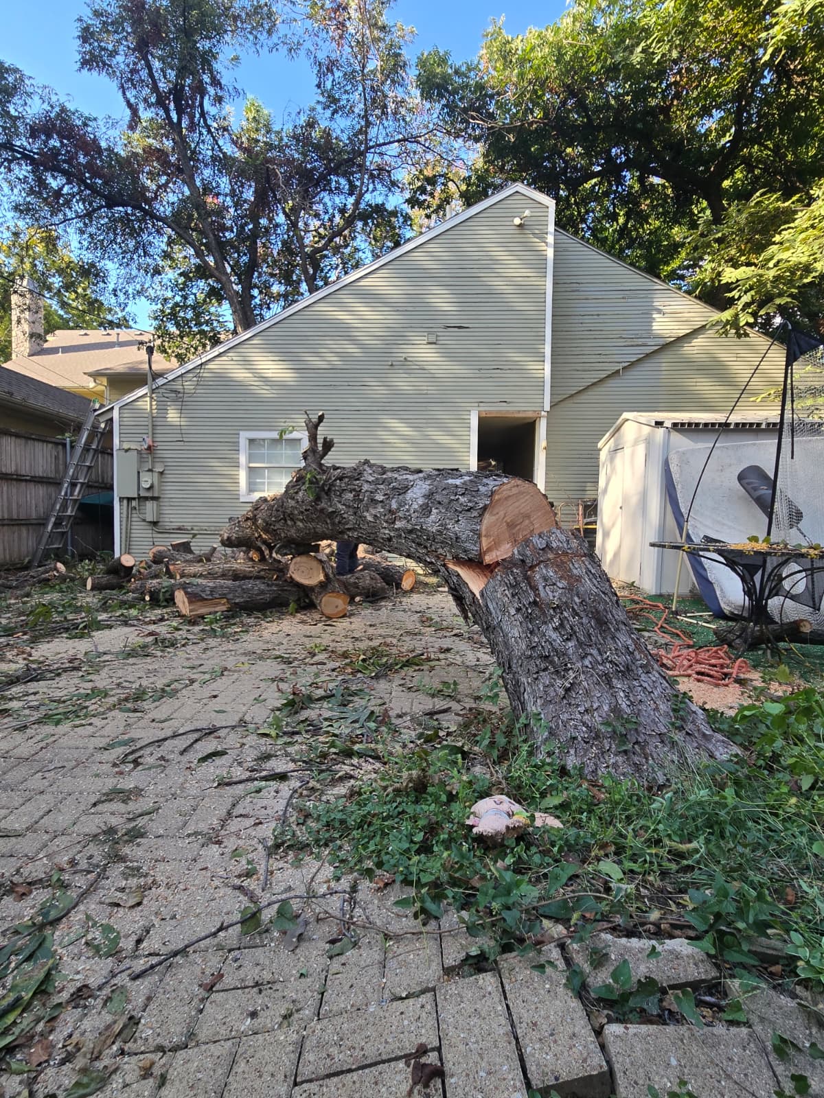 Dangerous Trees service