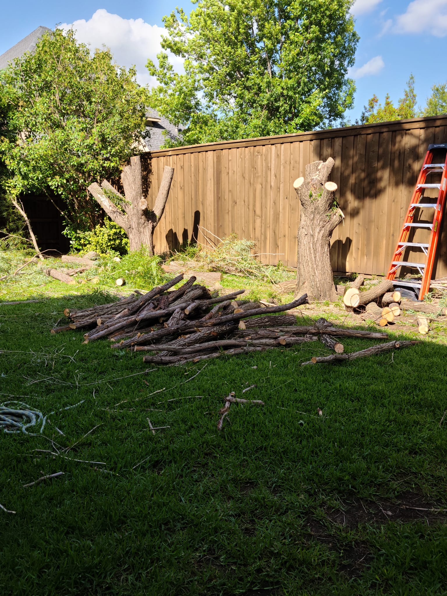 Tree Removal service