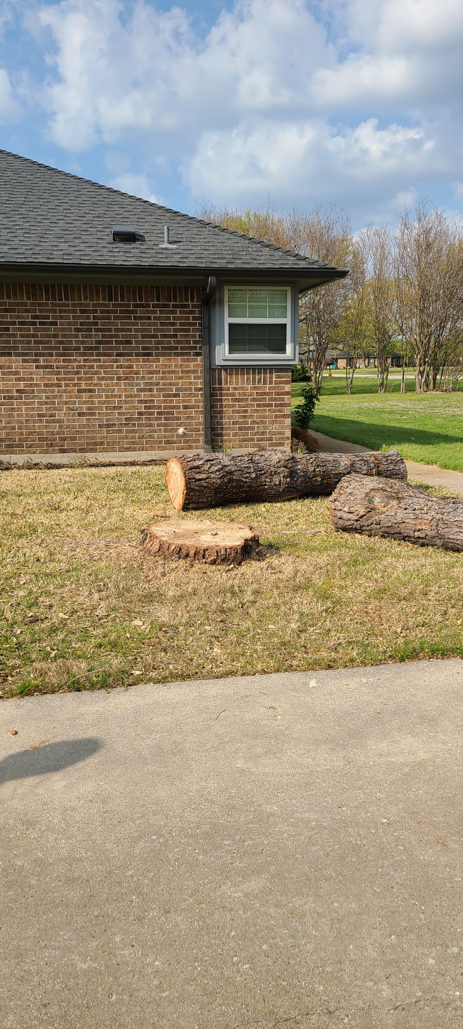 Tree Removal After