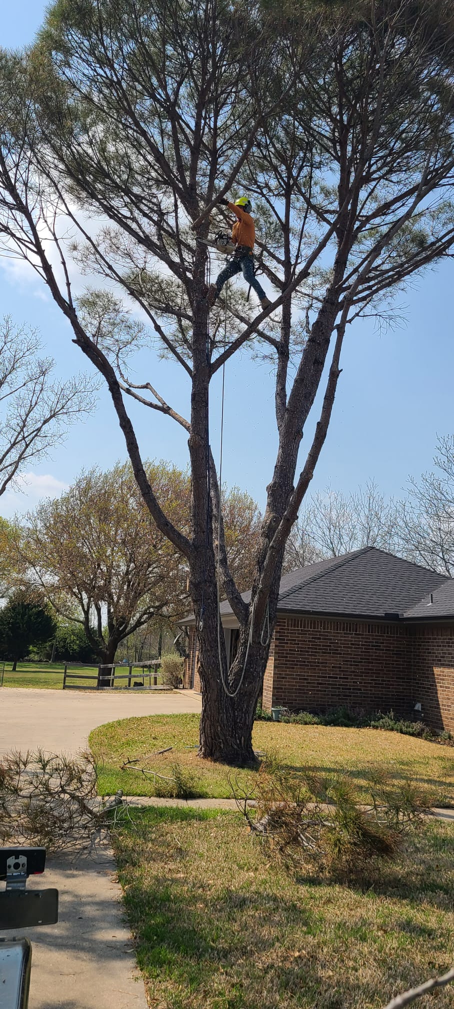 Tree Removal Before