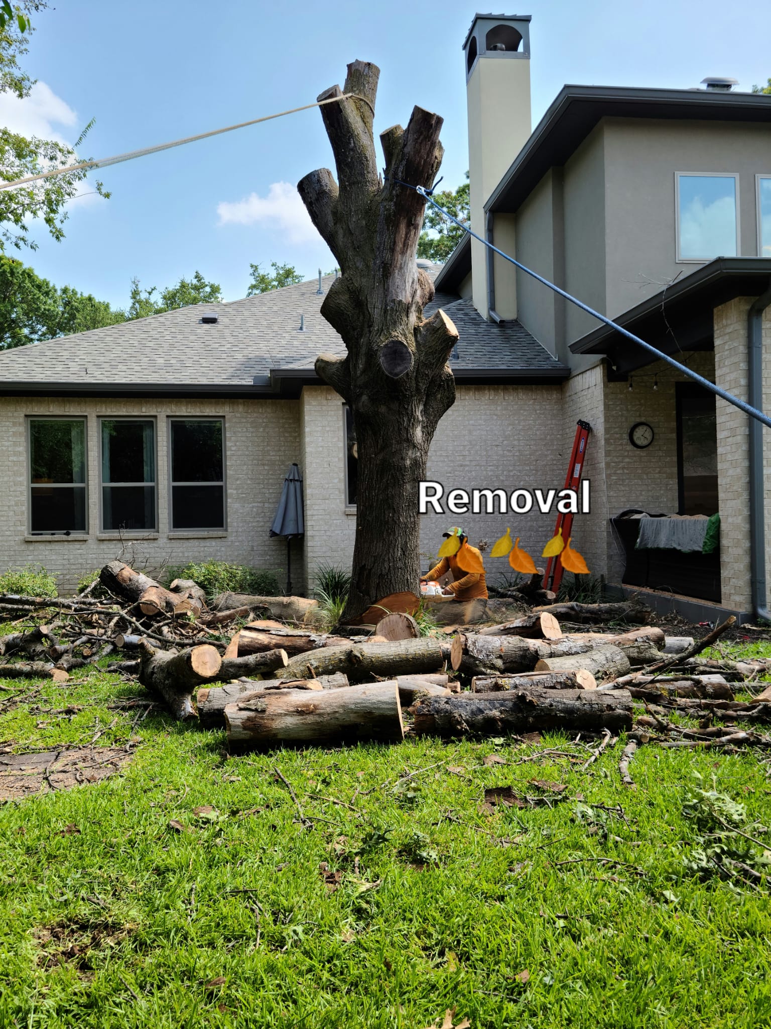 Tree Removal service