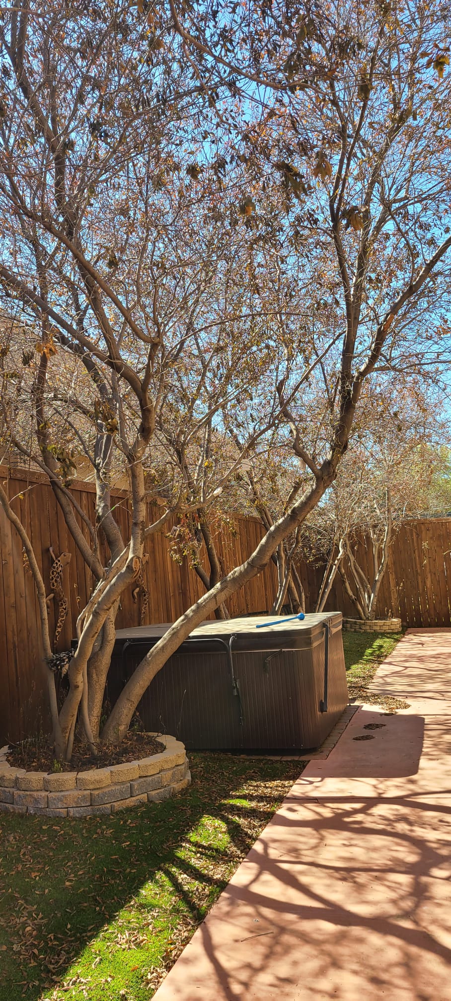 Tree Removal service