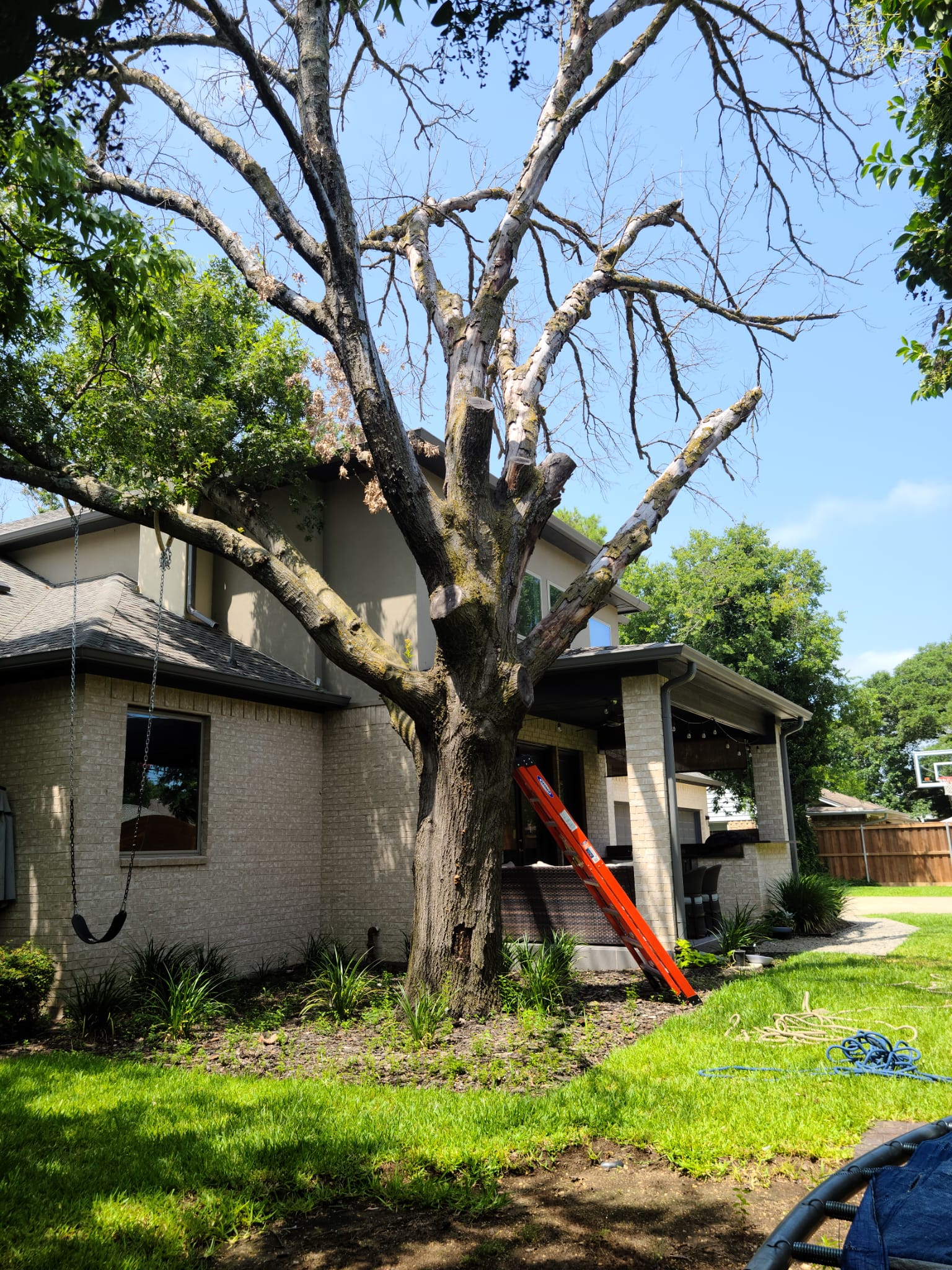 Tree Removal service