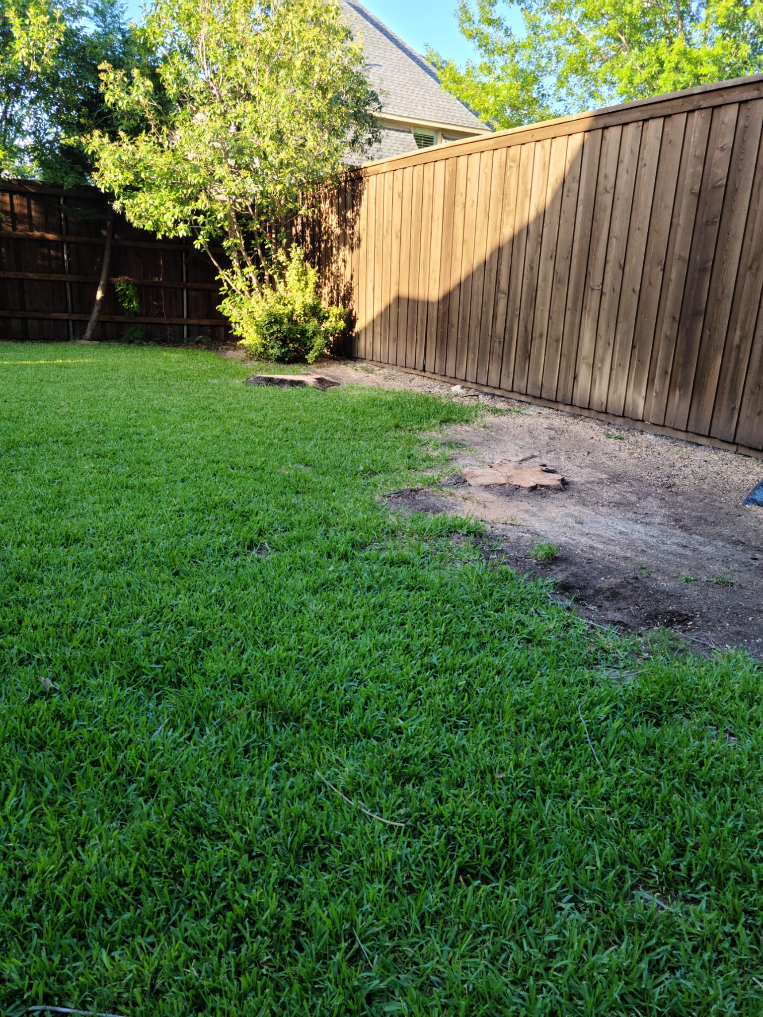 Tree Removal service