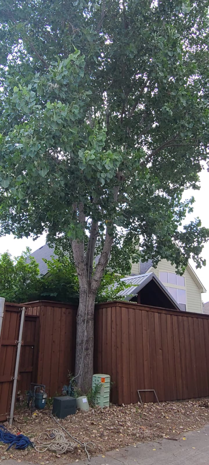 Tree Removal service