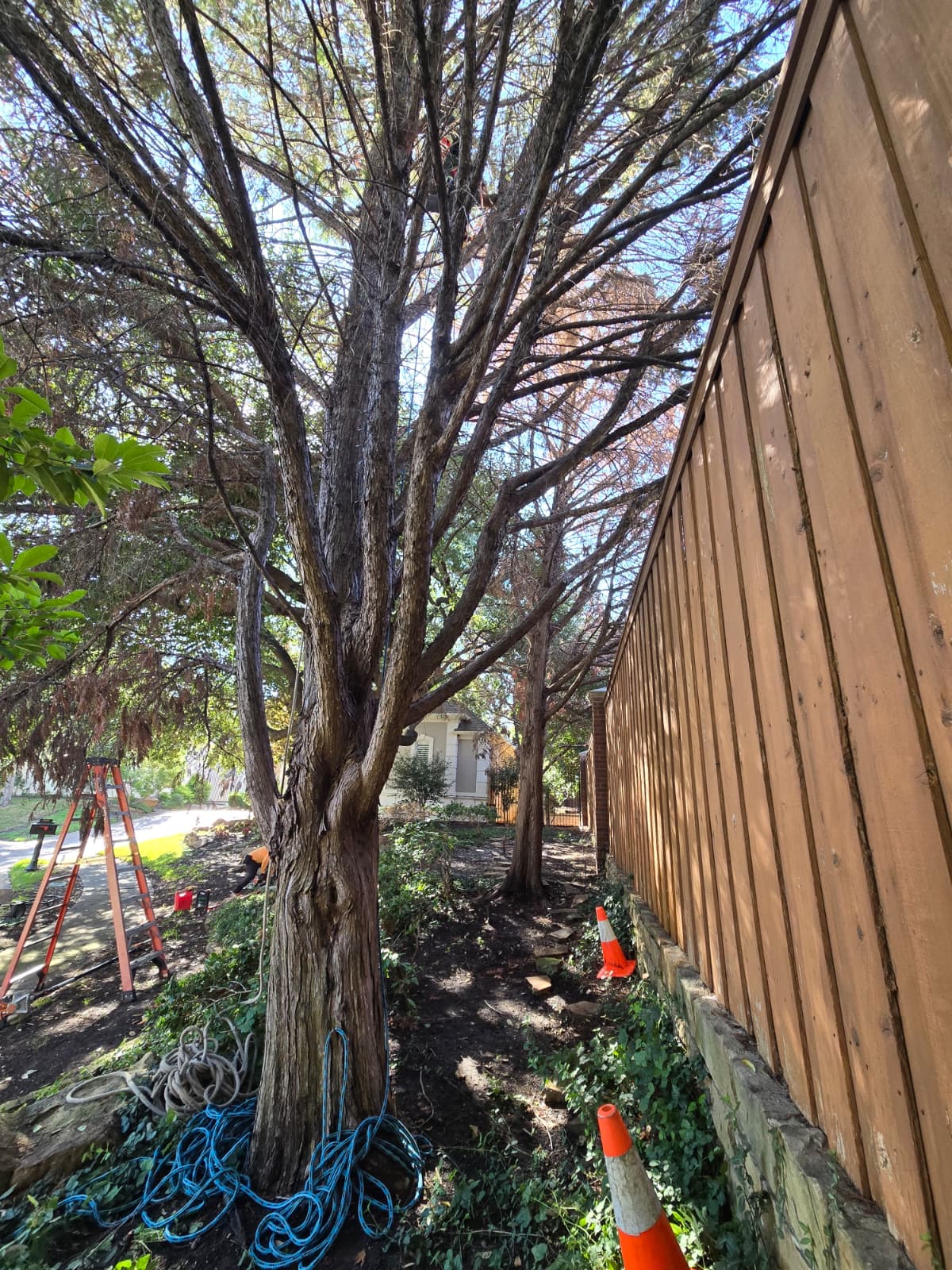 Tree Removal service
