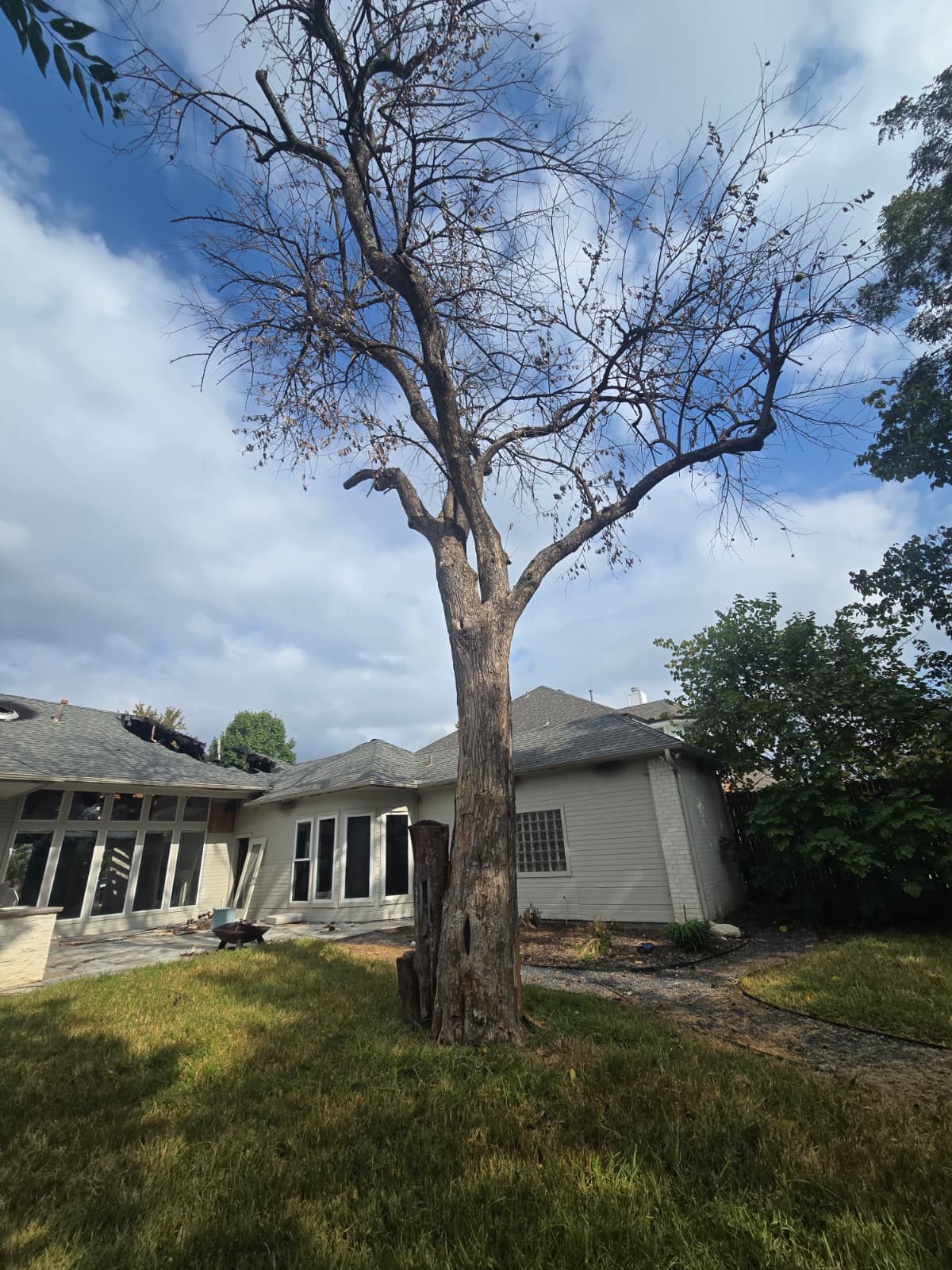 Tree Removal service