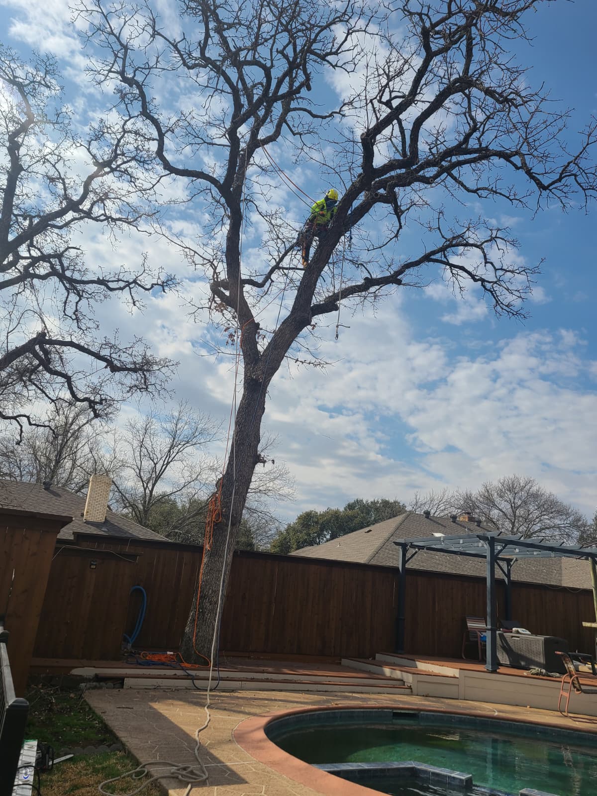 Tree Removal service