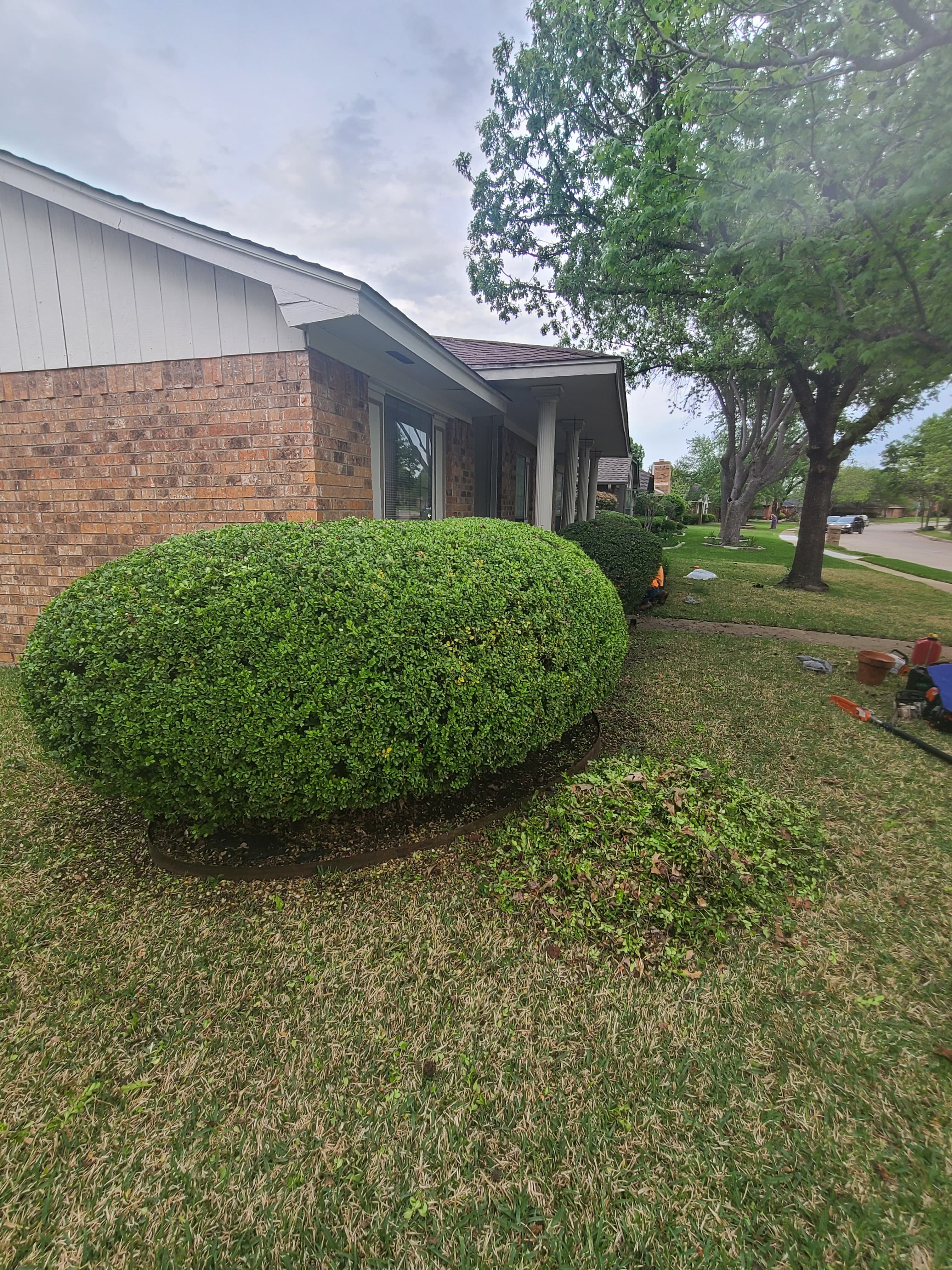 Bushes Trimming service