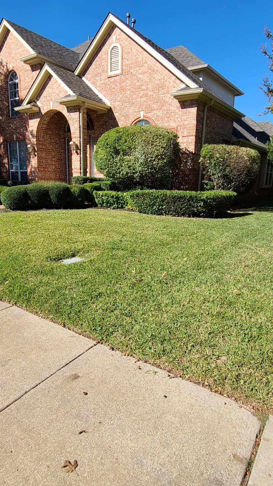 Bushes Trimming service