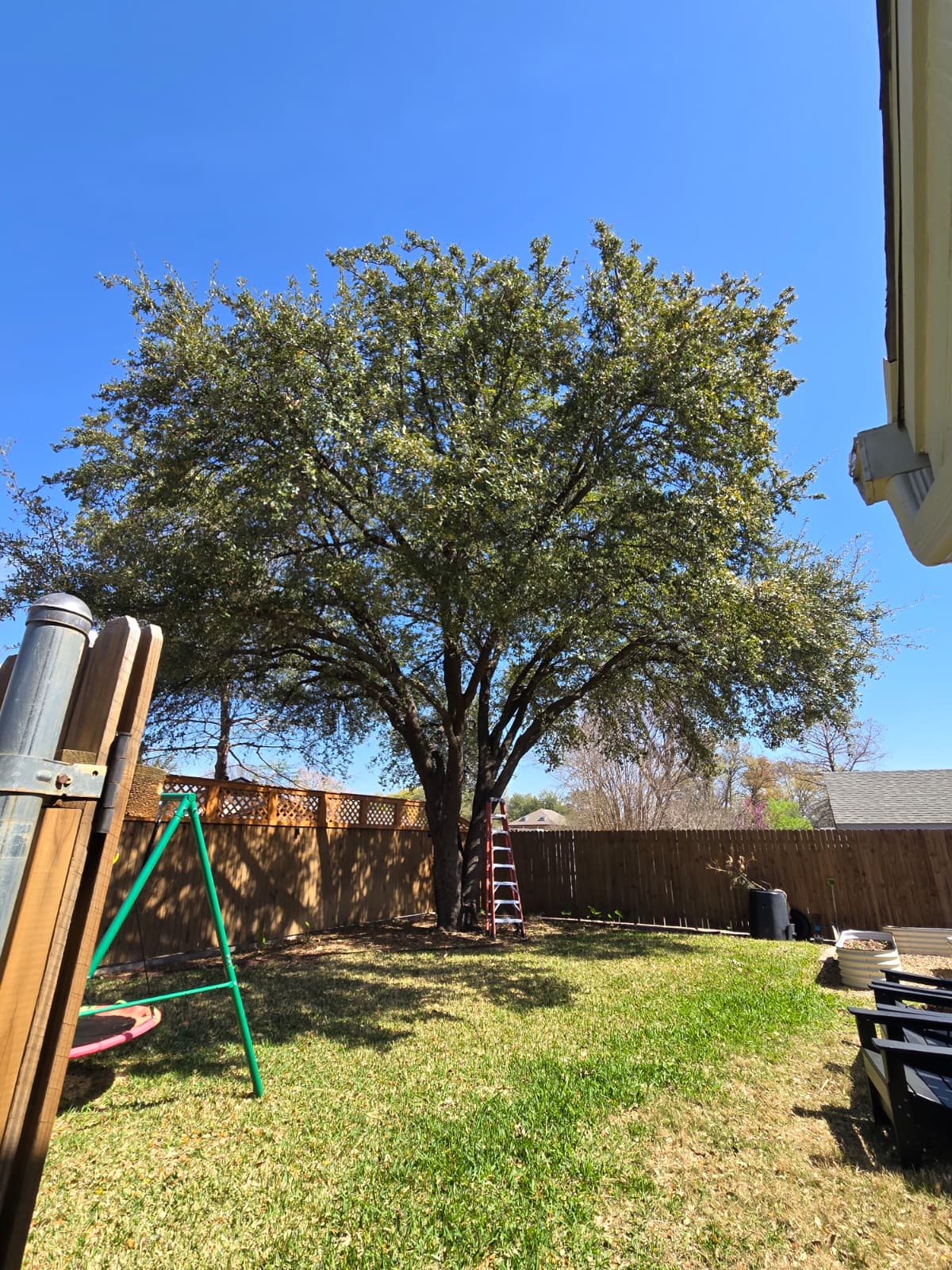 Tree Trimming service