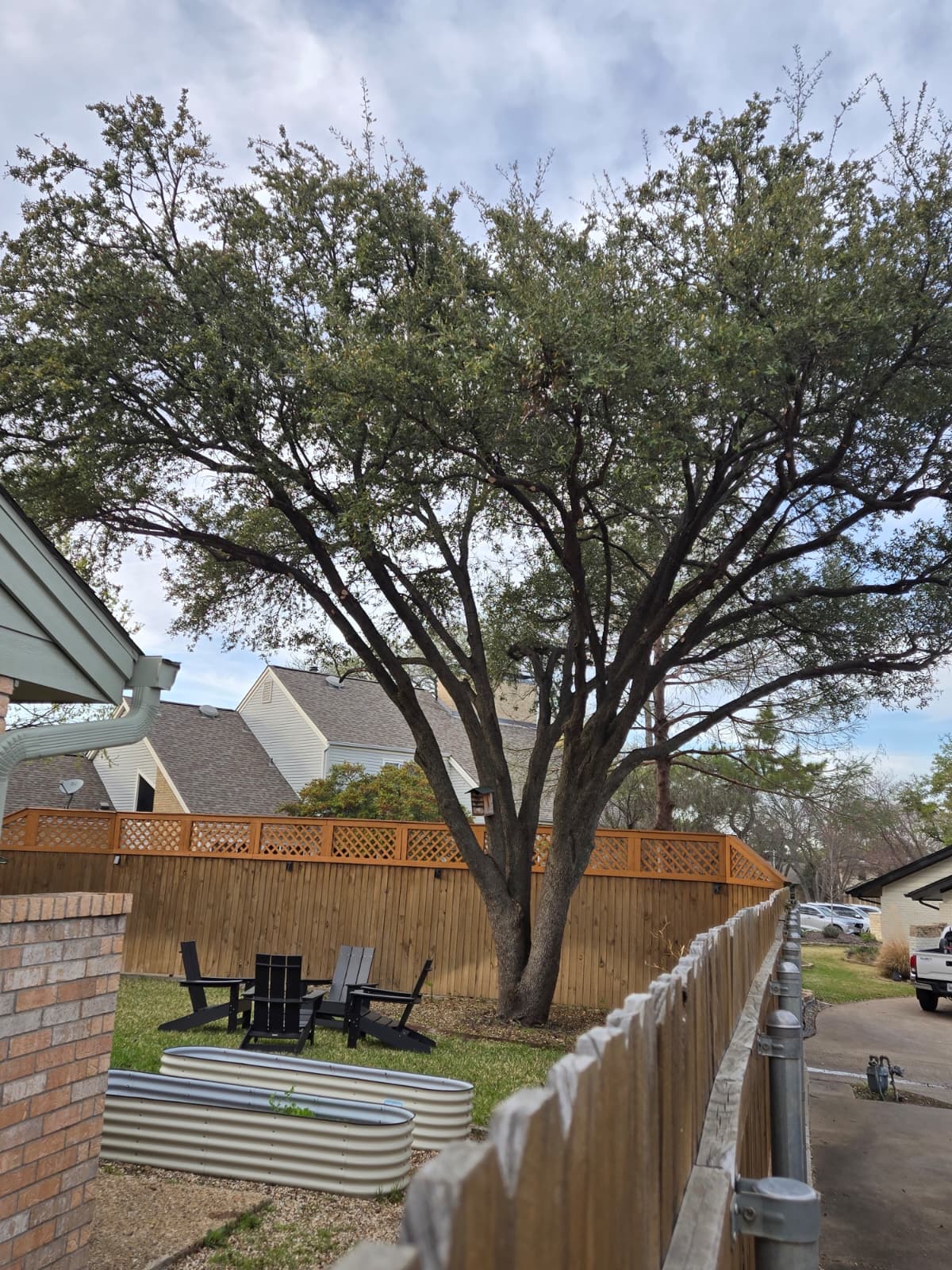 Tree Trimming service