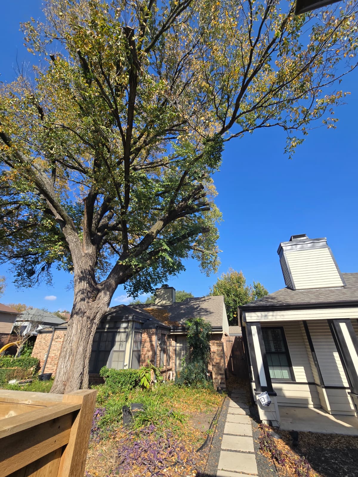 Tree Trimming service