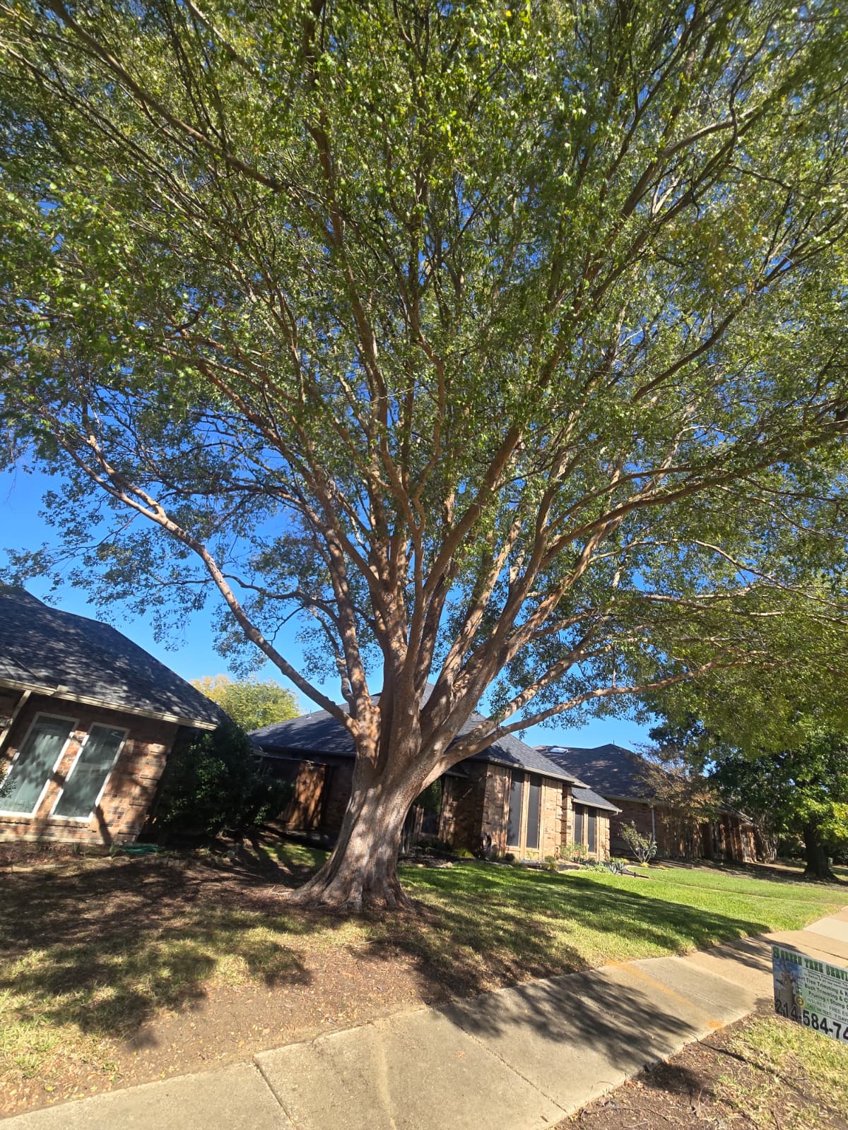 Tree Trimming service