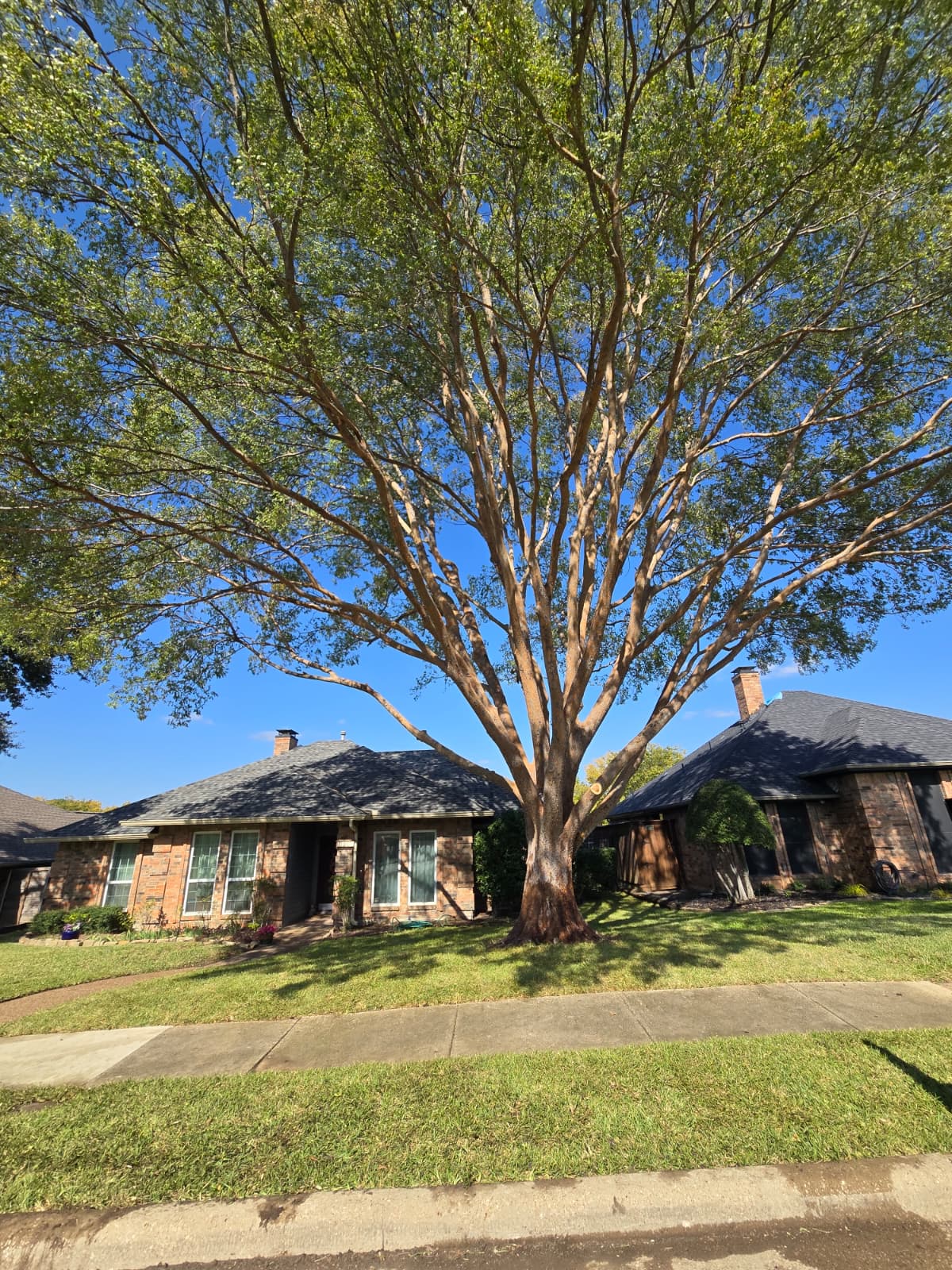 Tree Trimming service